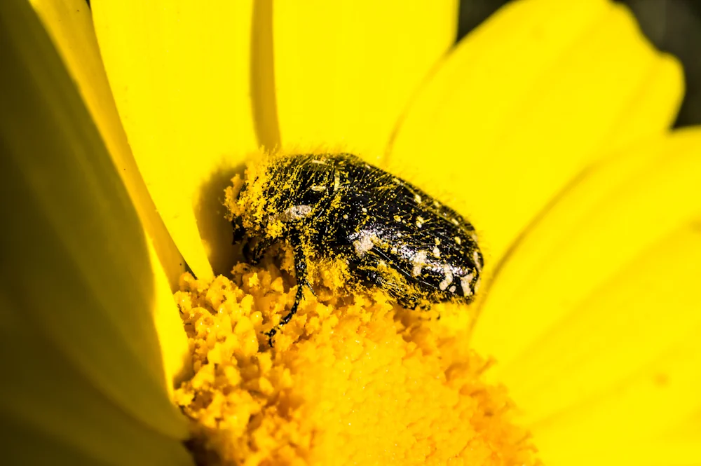 Zottiger Rosenkäfer