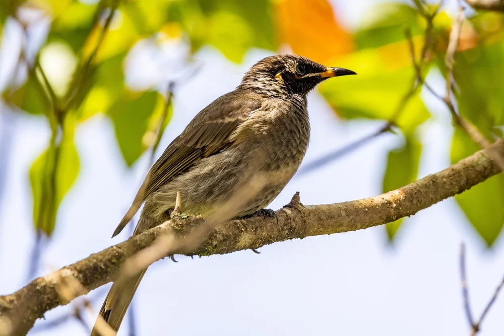 Zügel-Honigfresser (Lichenostomus frenatus)