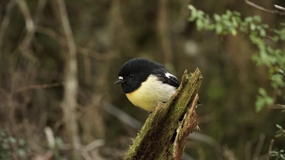 Zweibinden-Schnäpper (Petroica bivittata)