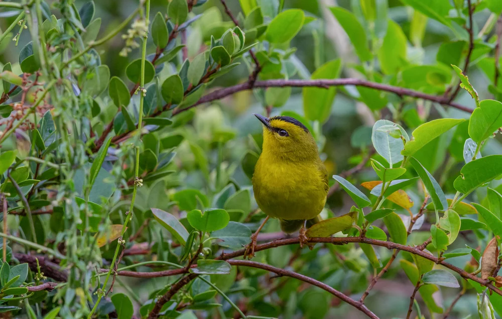 Zweibinden-Waldsänger (Myiothlypis bivittata)