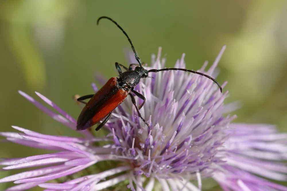 Zweibindiger Schmalbock
