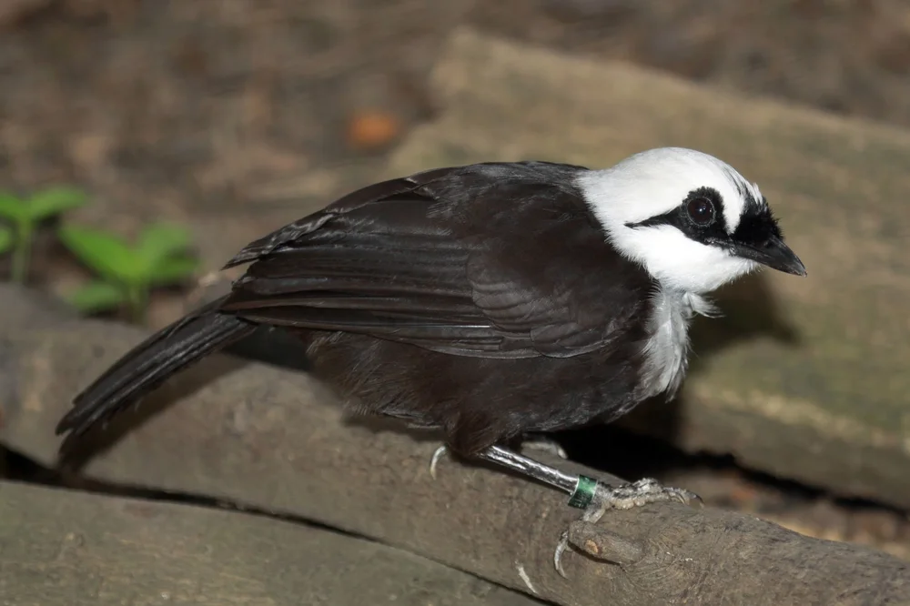 Zweifarben-Haarnymphe (Garrulax bicolor)