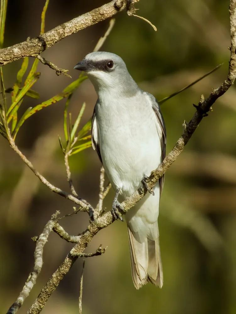 Zweifarben-Raupenfänger (Coracina bicolor)