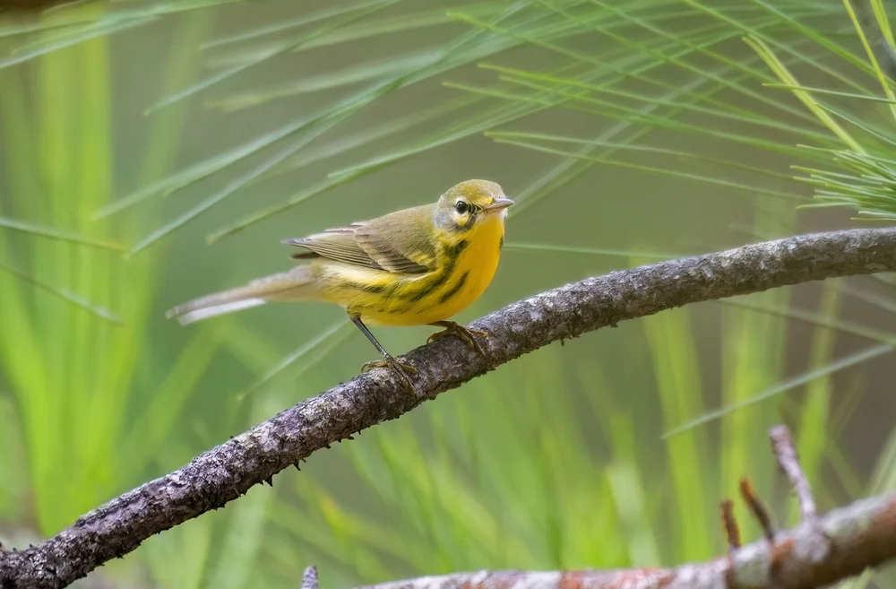 Zweifarben-Waldsänger (Setophaga discolor)