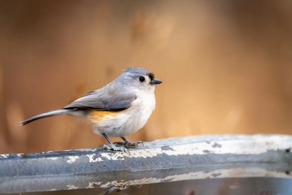 Zweifarbensumpfmeise (Baeolophus bicolor)