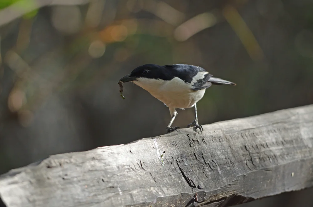 ZweifarbenwürgerZweifarbenwürgerZweifarbenwürger