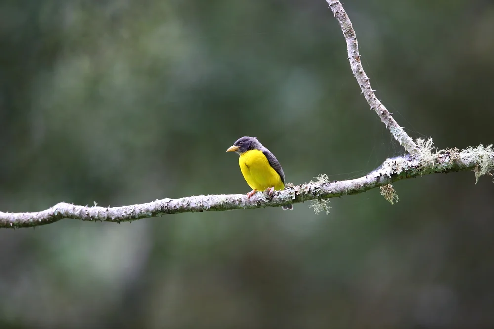 Zweifarbweber (Ploceus bicolor)