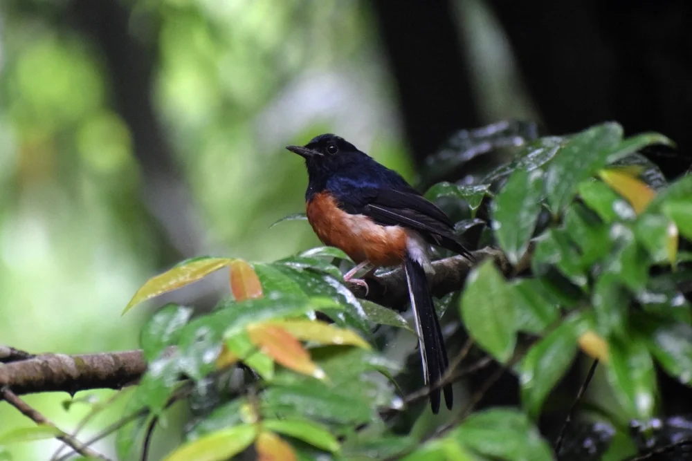 Zweifleck-Dickichtvogel (Peneothello bimaculata)