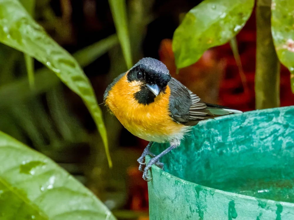 Zweifleck-Zwerghoniganzeiger (Symposiachrus bimaculatus)