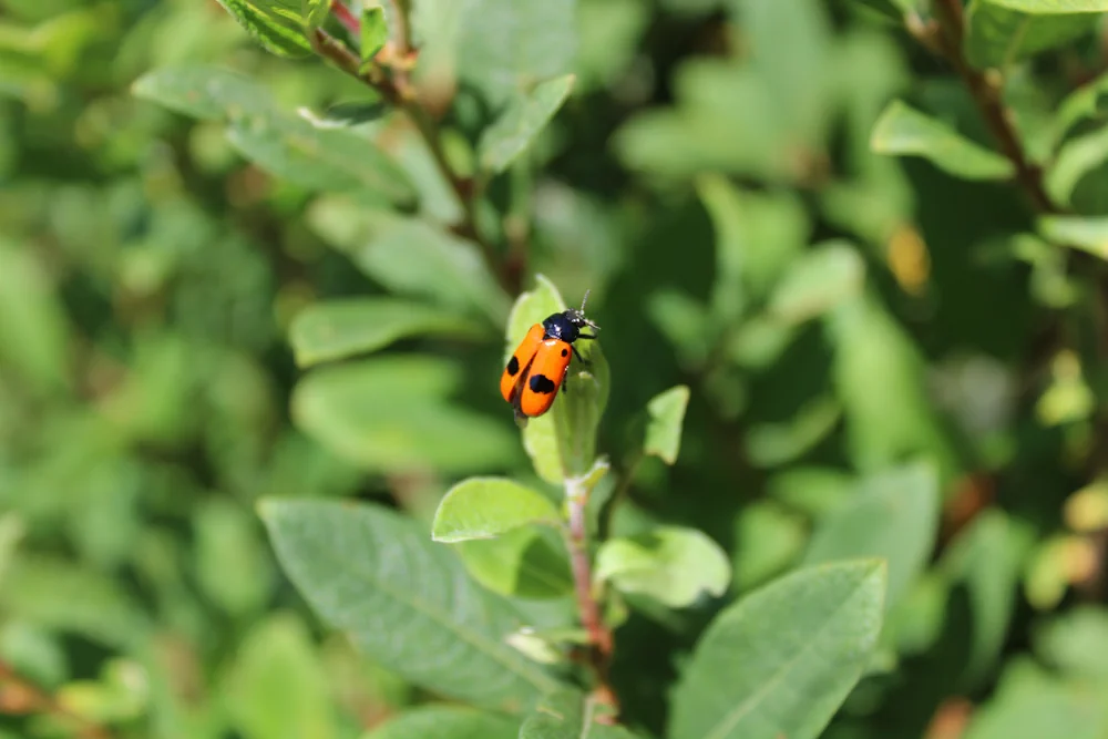 Zweipunktiger Fallkäfer