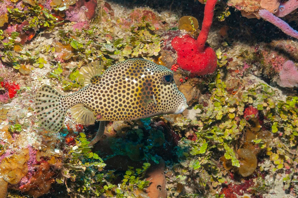 Zweischwanz-Kofferfisch (Lactophrys bicaudalis)