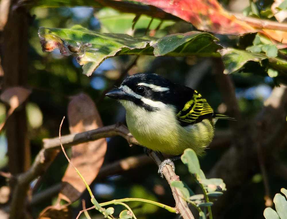 Zweistreifen-Bartvogel (Pogoniulus bilineatus)