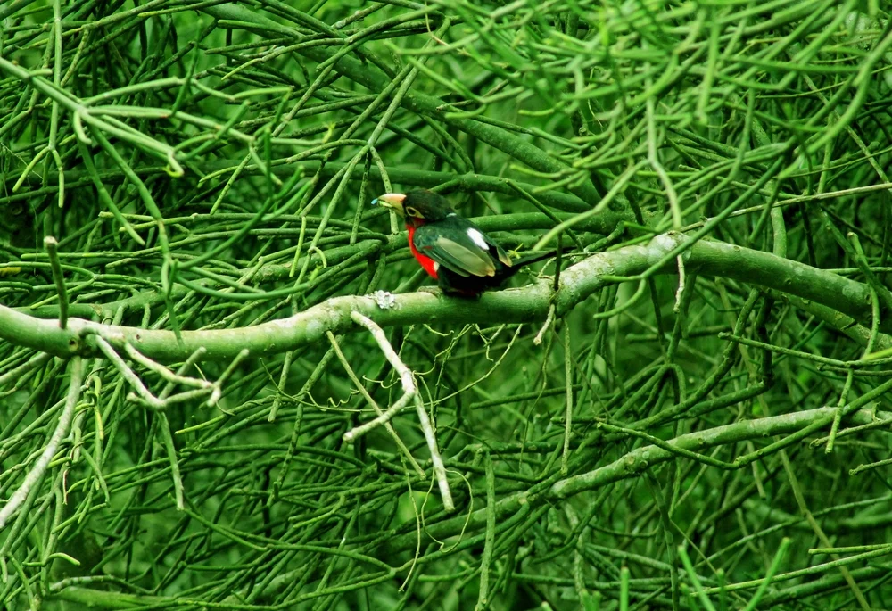 Zweizahn-Bartvogel (Lybius bidentatus)