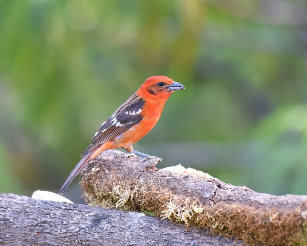 Zweizahn-Sperberkolibri (Piranga bidentata)