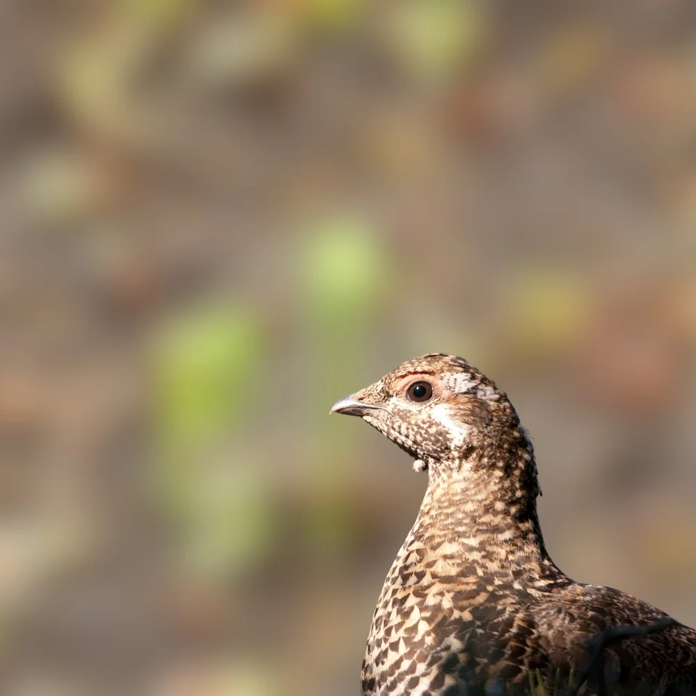 Zwerbscharlhuhn (Centrocercus minimus)