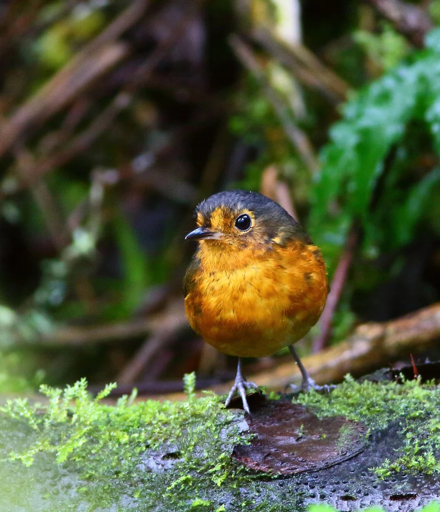 Zwerg-Ameisenpitta (Grallaricula nana)