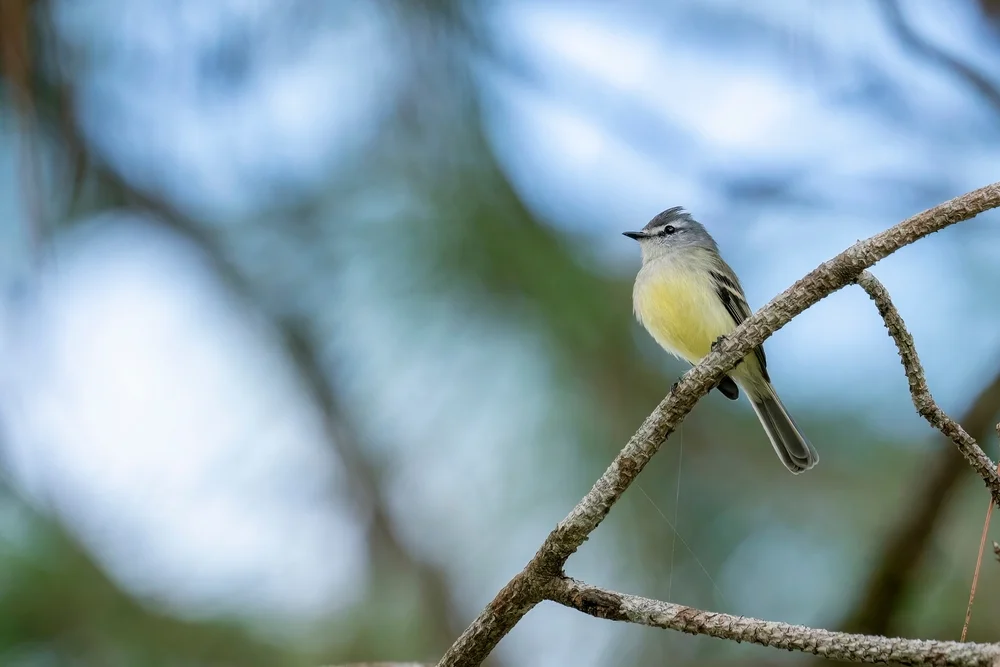 Zwerg-Baumschlüpfer (Mecocerculus minor)