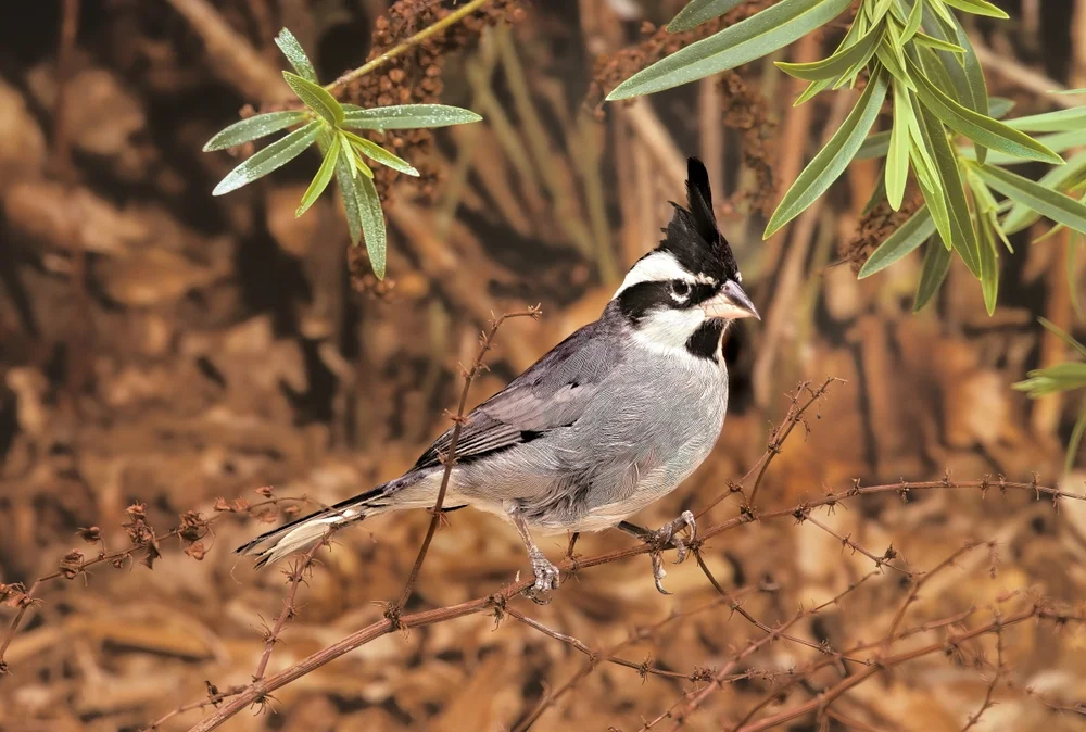 Zwerg-Buschammer (Lophospingus pusillus)