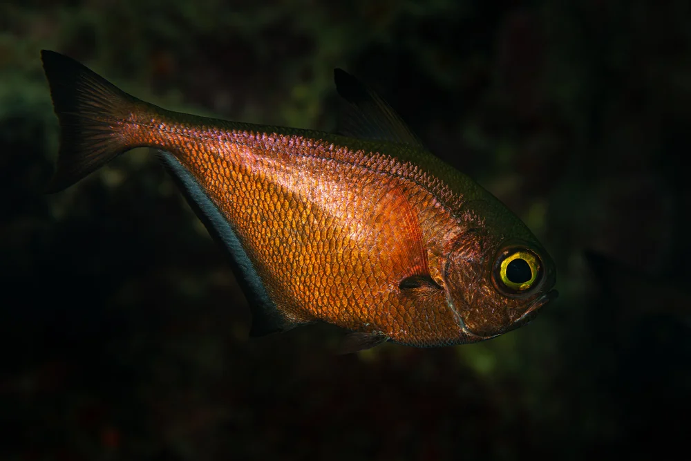 Zwerg-Drückerfische (pernpheridae)