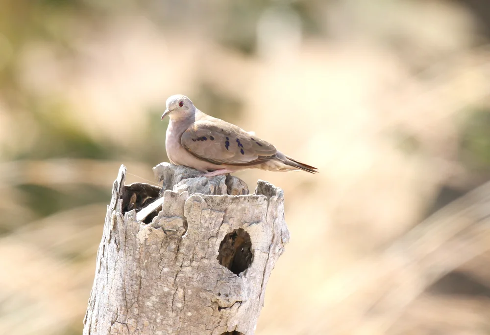 Zwerg-Erdtaube (Zwerg-Erdtaube)