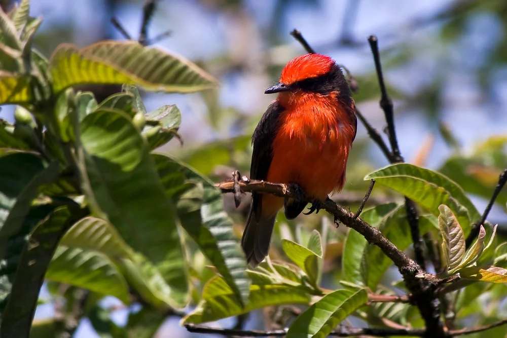 Zwerg-Feuerkopf (Pyrocephalus dubius)