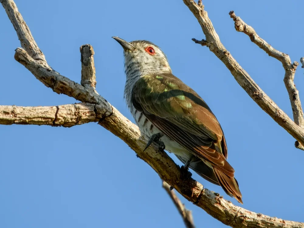 Zwerg-Glanzkuckuck (Chrysococcyx minutillus)