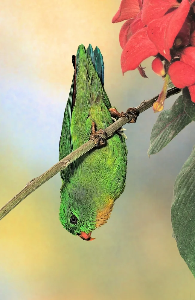 Zwerg-Hängesittich (Loriculus pusillus)