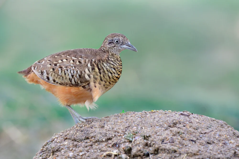 Zwerg-Laufhühnchen (Turnix nanus)