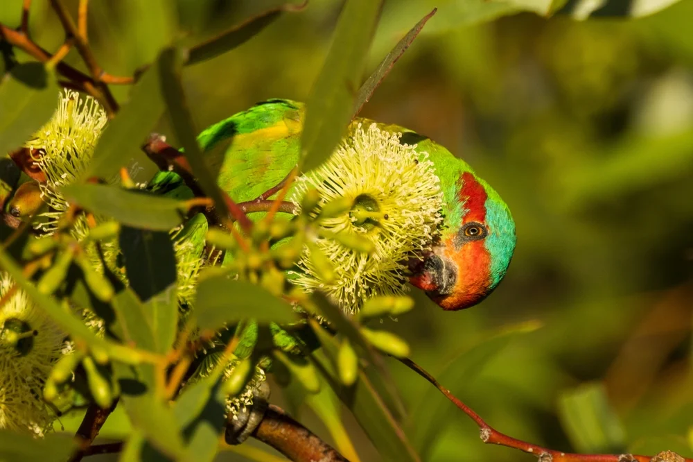 Zwerg-Loris (Glossopsitta pusilla)