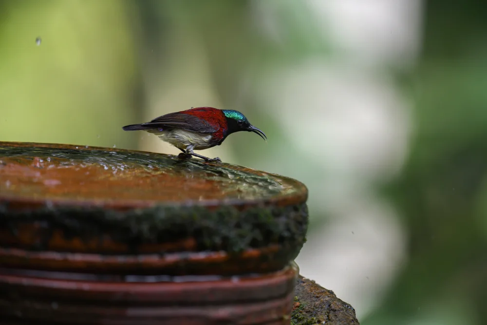 Zwerg-Nektarvogel (Leptocoma minima)