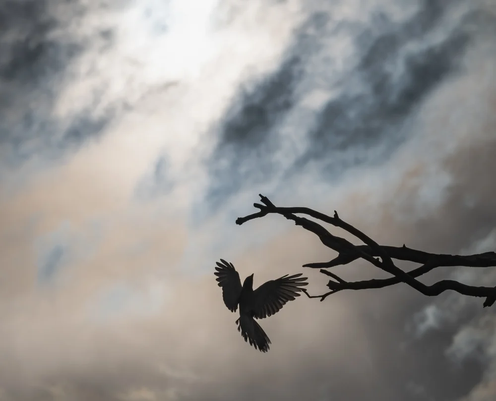 Zwerg-Raupenfänger (Coracina parvula)