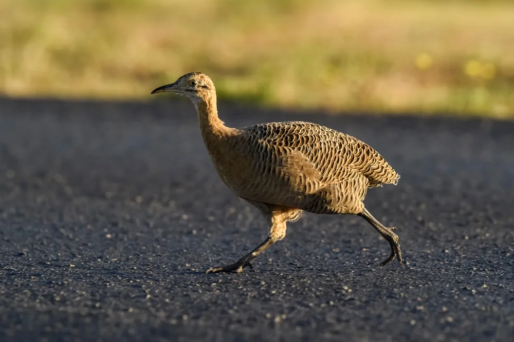 Zwerg-Rindenläufer (Taoniscus nanus)