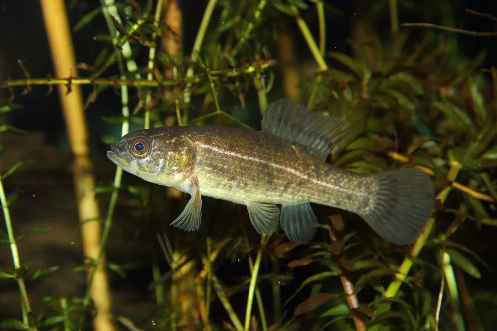 Zwerg-Schlammpeitzger (umbra pygmaea)