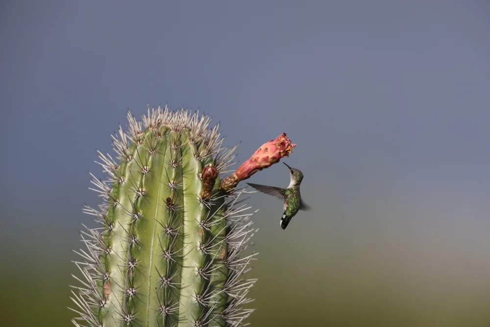 Zwerg-Schmetterlingselfe (Mellisuga minima)