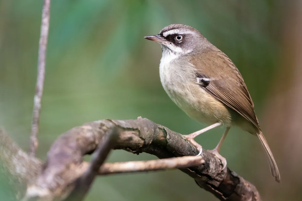 Zwerg-Seidenlaubsänger (Sericornis humilis)