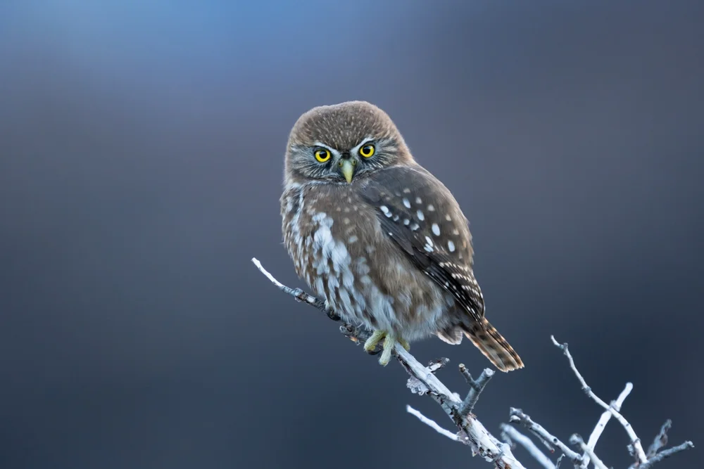 Zwerg-Zwergkauz (Glaucidium nana)