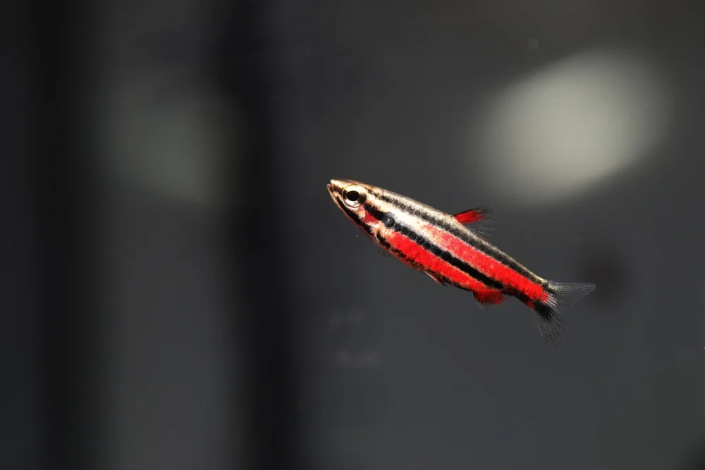 Zwergbärblinge (Nannostomus)