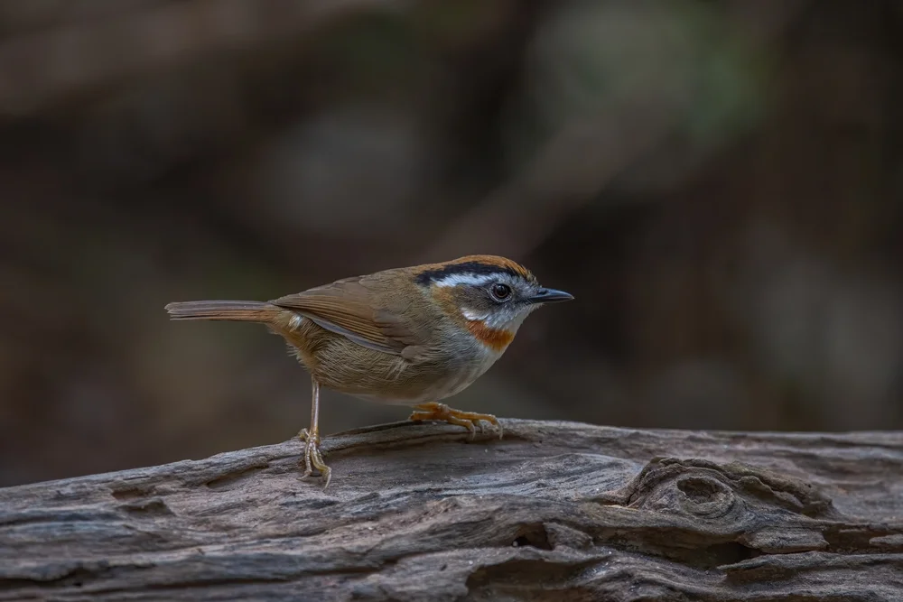 Zwergbinsenrohrsänger (Breedtail Grassbird)