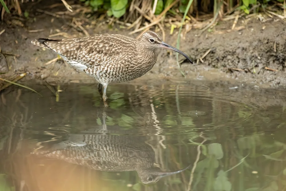 Zwergbrachvogel (Numenius minutus)