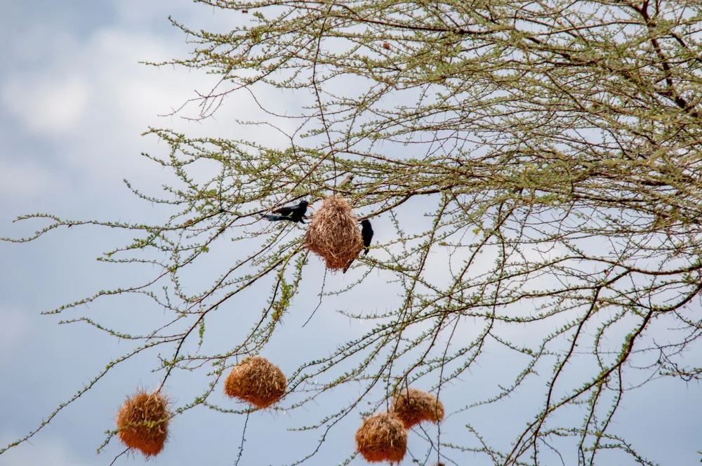Zwergbülbül (Rhinopomastus minor)