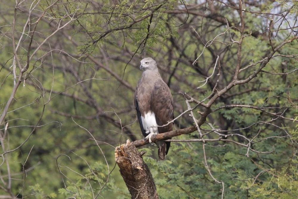 Zwergfischadler (Icthyophaga humilis)