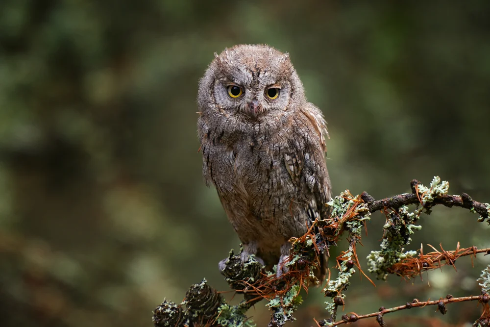 Zwergohreule (Otus scops)