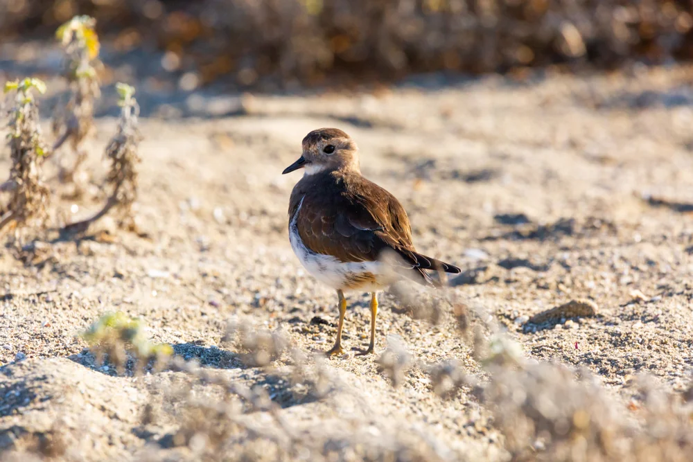 Zwergregenpfeifer (Charadrius modestus)