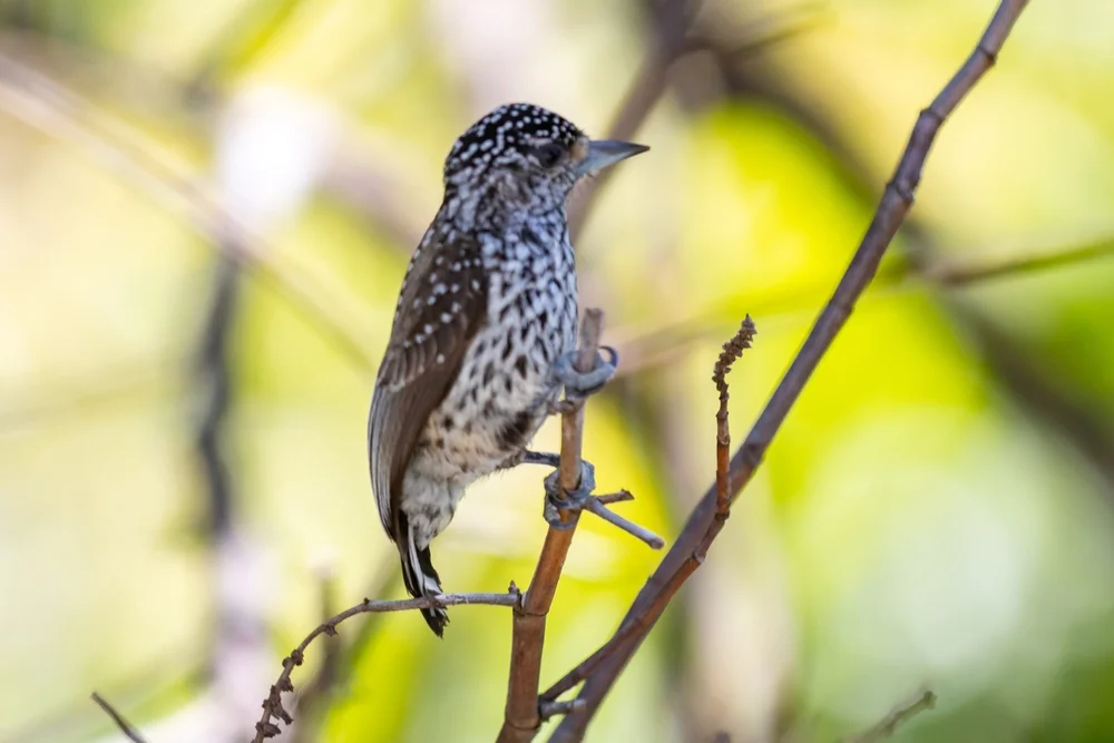 Zwergzwergspecht (Picumnus minutissimus)