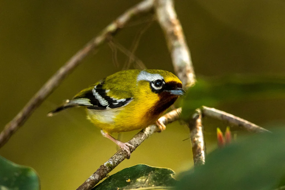 Zwischen-Schattenammer (Pteruthius intermedius)