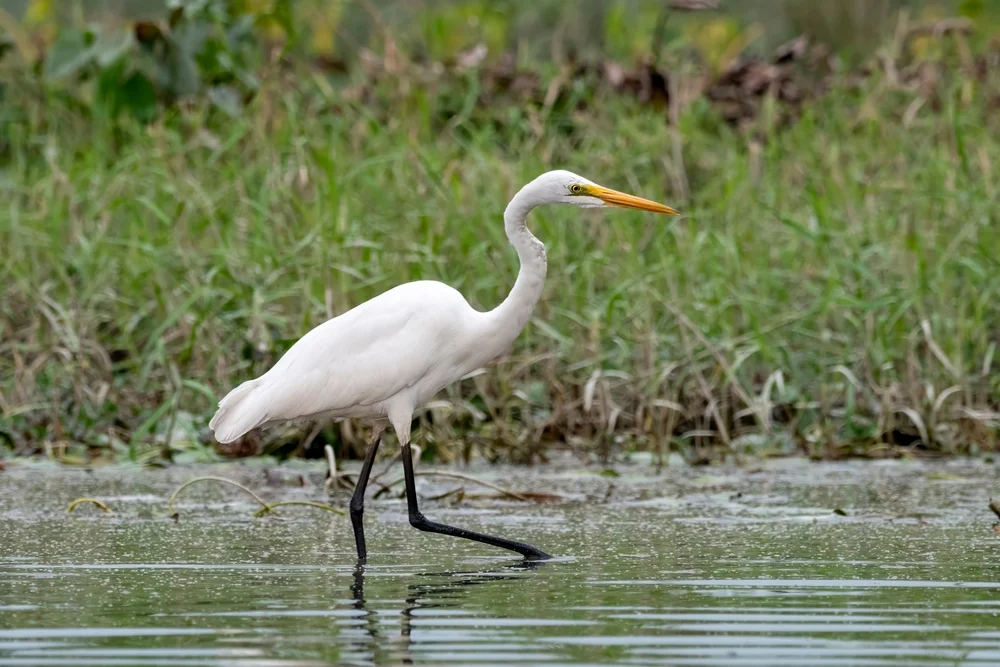 Zwischenreiher (Ardea intermedia)