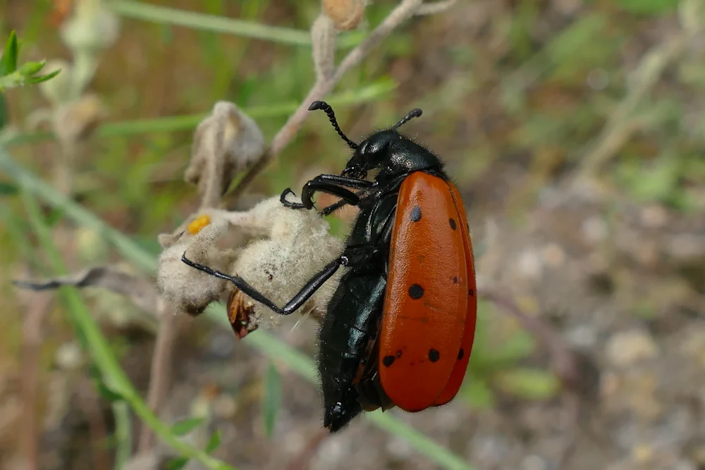 Zwölfpunkt Spargelkäfer
