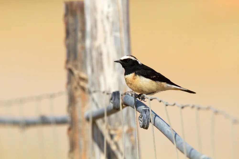 Zypern-Steinschmätzer (Oenanthe cypriaca)