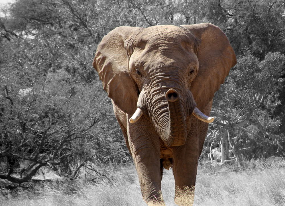 Elefanten (Elephantidae) - Tierenzyklopaedie