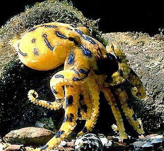 Krake (Octopus vulgaris) im Steckbrief Merkmale, Vorkommen, Verhalten